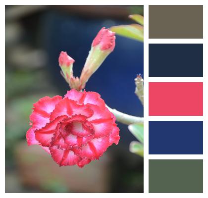 Red Flower Adenium Desert Rose Image